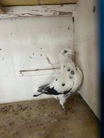 Witte duivin 2025, Dieren en Toebehoren, Vogels | Duiven