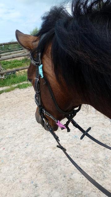 Leuke C pony allround beschikbaar voor biedingen
