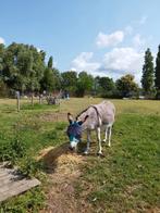 Open stal met weide, Dieren en Toebehoren, Stalling en Weidegang
