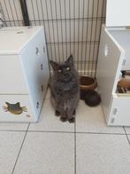 Maine Coon Blue smoke - Dekkater, 0 tot 2 jaar, Kater, Gechipt