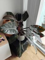 Plant Philodendron Imperial Red 54cm, Huis en Inrichting, Kamerplanten, Ophalen