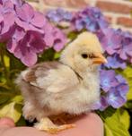 Kuikens usa zijdehoenders gladveer krulveer zijdeveer kippen, Dieren en Toebehoren, Pluimvee, Kip