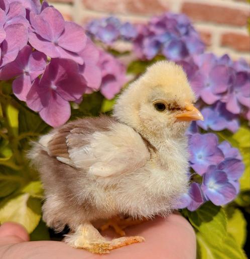 Kuikens usa zijdehoenders gladveer krulveer zijdeveer kippen, Dieren en Toebehoren, Pluimvee, Kip