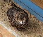 10 japanse kwartels (handtam), Dieren en Toebehoren, Geslacht onbekend