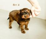 Schattige hypoallergene mini pups, Dieren en Toebehoren, België, Fokker | Hobbymatig, Overige rassen, CDV (hondenziekte)