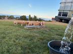Weides, grasland gezocht., Schaap