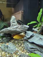 4 Mooie Cichliden TE KOOP, Dieren en Toebehoren, Vissen | Aquariumvissen