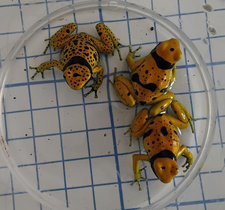 Gifkikkers kikkers dendrobaten leucomelas auratus, Dieren en Toebehoren, Reptielen en Amfibieën, Amfibie, 0 tot 2 jaar