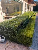 Buxus en rozen zelf uit te graven, Tuin en Terras, Ophalen, Buxus