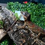 Gargoyle gecko kweekman (blotched), Animaux & Accessoires, Insectes & Araignées