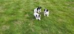Jack Russel pups, Dieren en Toebehoren, België, Jack Russell Terriër, CDV (hondenziekte), 8 tot 15 weken