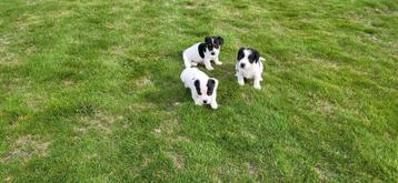 Jack Russel pups beschikbaar voor biedingen