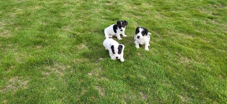Jack Russel pups, Dieren en Toebehoren, Honden | Jack Russells en Terriërs, Meerdere dieren, Jack Russell Terriër, Fokker | Professioneel