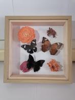 Taxidermy, Verzamelen, Verzenden, Nieuw, Insect, Opgezet dier