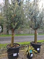 Olijfboom Olea Europaea mooi vertakt, Tuin en Terras, Planten | Bomen, Ophalen, Olijfboom