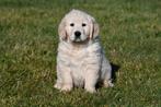Chiots Golden Retriever à vendre - Les parents sont présents, Golden retriever, Chienne, Belgique, Plusieurs