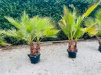 Washingtonia robusta palm 3-7 stam - 10 graden. LEVERING, Ophalen of Verzenden
