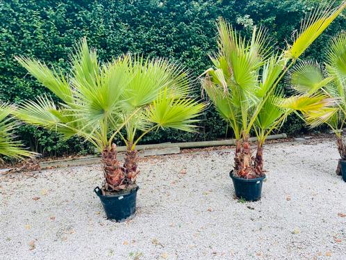Washingtonia robusta palm 3-7 stam - 10 graden. LEVERING, Tuin en Terras, Planten | Bomen, Ophalen of Verzenden