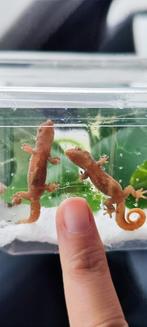 Rouw gekko, Lézard, 0 à 2 ans