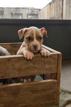 Joli chiot américain Stafford, American Staffordshire Terrier, Plusieurs, Parvovirose, Belgique