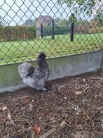 Zijdehoen hennetje 6 maand, Dieren en Toebehoren, Pluimvee, Vrouwelijk, Kip