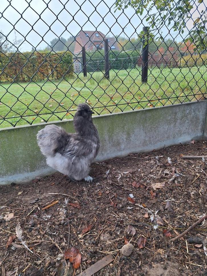 Zijdehoen hennetje 6 maand, Dieren en Toebehoren, Pluimvee, Kip, Vrouwelijk