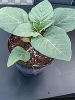 Prachtige witte Datura planten. Geven heel veel bloemen, Tuin en Terras, Planten | Tuinplanten, Ophalen