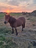 Jonge shetlanders, Minder dan 160 cm, Niet van toepassing, 0 tot 2 jaar, Gechipt