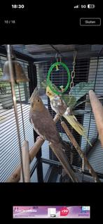 Half tamme valk parkieten man en pop