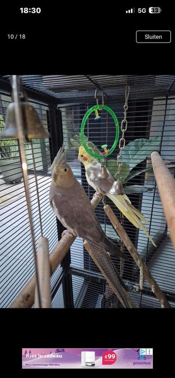 Half tamme valk parkieten man en pop beschikbaar voor biedingen