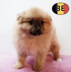 Magnifiques petits chiots Spitz à vendre, Animaux & Accessoires, Chiens | Huskys, Loulous & Types primitifs, Commerçant, Loulou