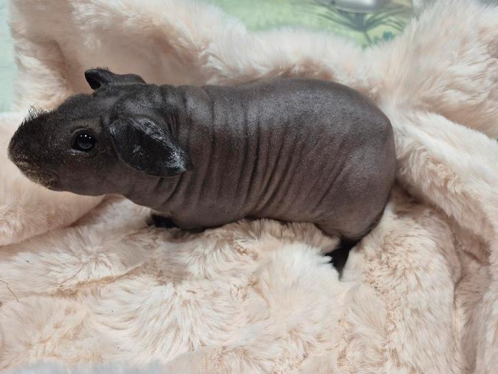 Super lief skinny cavia beertje, Dieren en Toebehoren, Knaagdieren, Mannelijk, Cavia, Januari, Tam