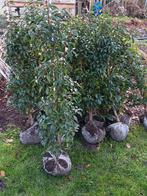 Prunus lusitanica angustifolia Portugese laurier, Enlèvement, Laurier, Haie