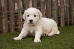 Chiots Golden Retriever avec pedigree, Golden retriever, Plusieurs, Parvovirose, Belgique