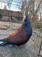 Thüringer Witstaart duiven, Dieren en Toebehoren, Vogels | Duiven, Meerdere dieren, Overige soorten