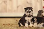 Pomsky Puppies - Mini Huskies - 100% Belge, Animaux & Accessoires, Chiens | Huskys, Loulous & Types primitifs, Plusieurs, Chien de traîneau