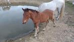 D pony merrie veulen van Champagne d'ar Cus, Dieren en Toebehoren, Pony's, Merrie, Gechipt, Springpony, 0 tot 2 jaar