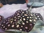 Potamotrygon BD 40 CM, Dieren en Toebehoren