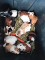 Jonge cavia's, Janvier, Plusieurs animaux, Cobaye