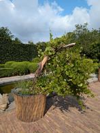 Druivenlaar jonge groei op dode oude stam in pot 160cm hoog, Tuin en Terras, Ophalen, Overige soorten, Volle zon, In pot