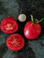 5 zaden tomaat Melanie Ballet - kleine roze vleestomaat bio, Verzenden, Voorjaar, Zaad