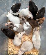 Goudhmasters, Dieren en Toebehoren, Knaagdieren, Hamster, December, Meerdere dieren, Tam