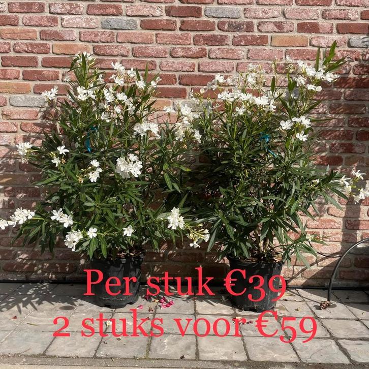 ‼️oleanders aan promoprijzen ‼️, Tuin en Terras, Overkappingen, Ophalen