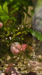 Posthoornslakken 100 stuks = 10€, Dieren en Toebehoren, Slak of Weekdier, Zoetwatervis