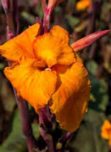 Canna-(oranje) 3 planten beschikbaar voor biedingen