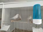 Kanarie wit en geel mozaïek, Dieren en Toebehoren, Vogels | Kanaries