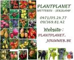 FRUITBOMEN : APPELS, PEREN, KERSEN, PRUIMEN, PERZIKEN,..., Tuin en Terras, Ophalen of Verzenden, Lente, Vaste plant, Fruitplanten