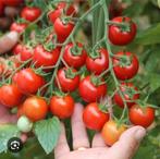 Verschillende soorten tomatenplanten BİO), Tuin en Terras, Planten | Tuinplanten, Ophalen