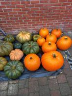 Halloweenpompoenen, Jardin & Terrasse, Plantes | Jardin, Automne, Annuelle, Plein soleil, Enlèvement