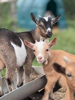 mooie jonge bokjes zoeken nieuw stalletje lopen nu in Tielro, Dieren en Toebehoren